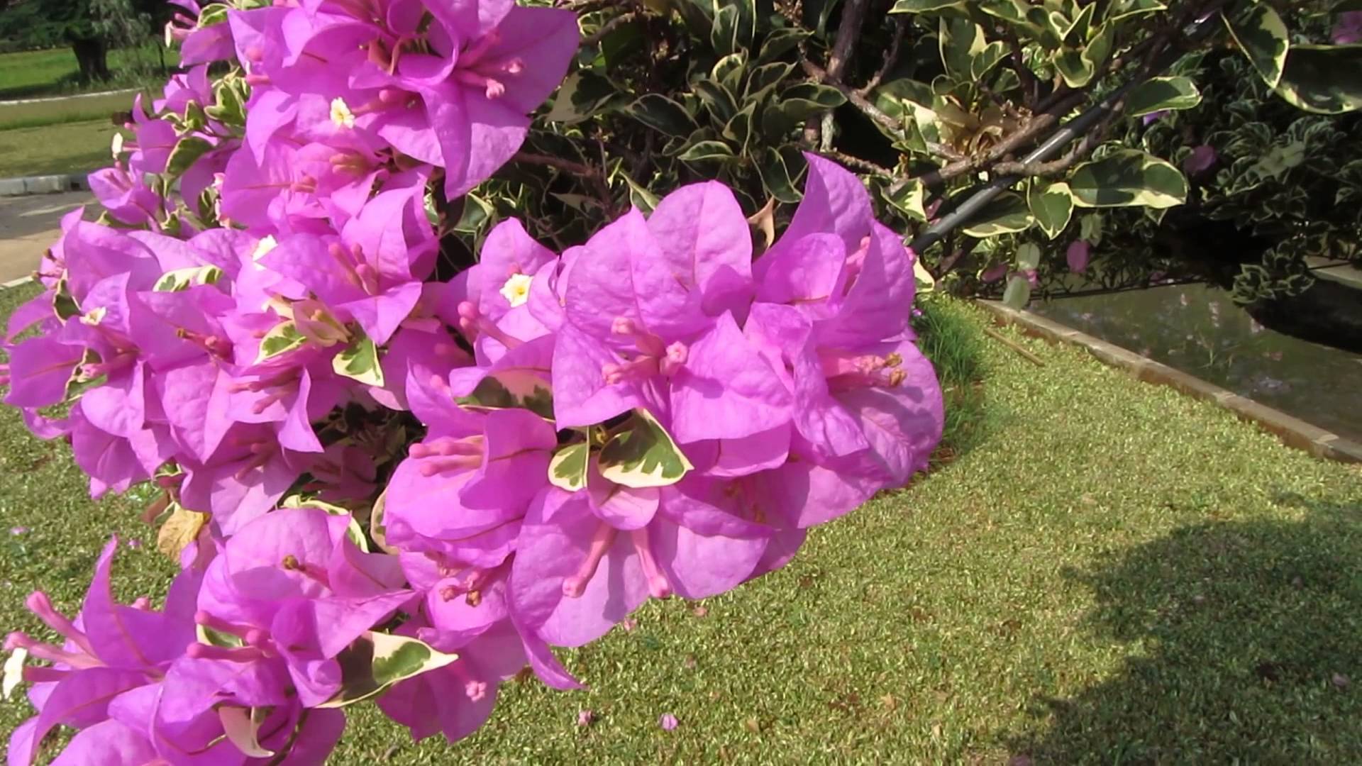 Beautiful Full HD 1080p Flower Video Test – Canon Digital Camera