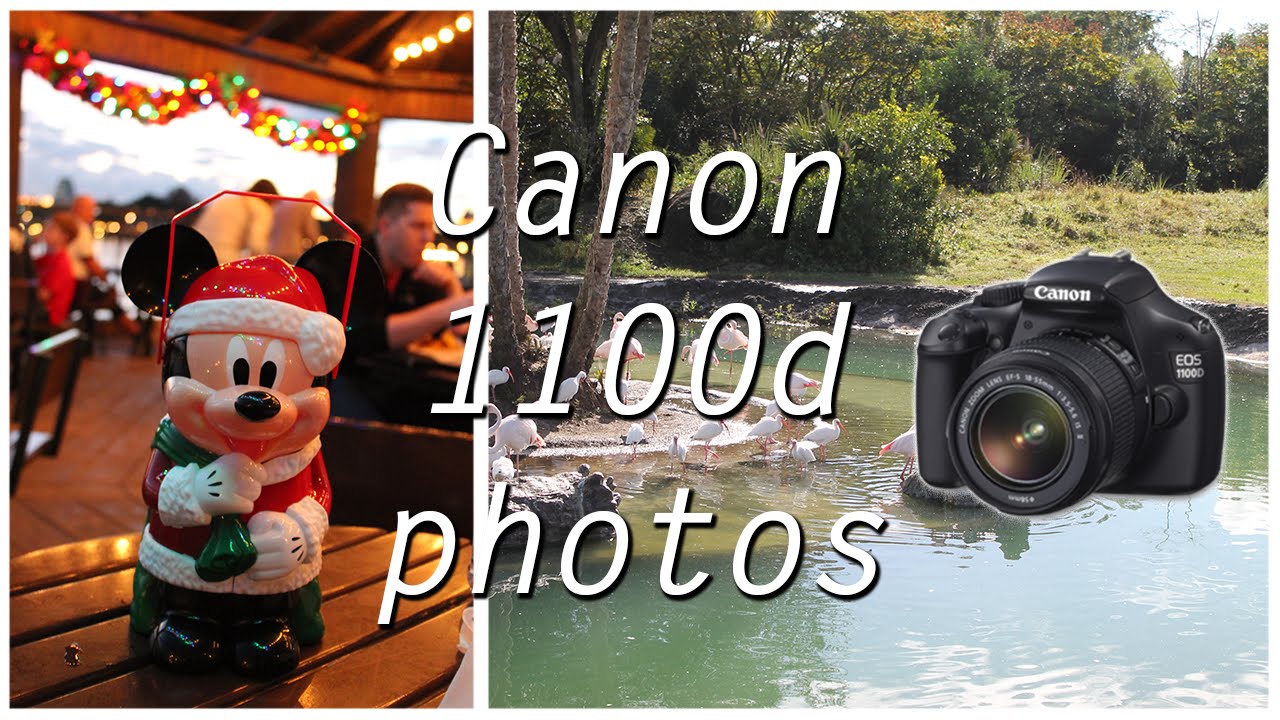 Canon EOS 1100d DSLR Camera Photos | Rachybop