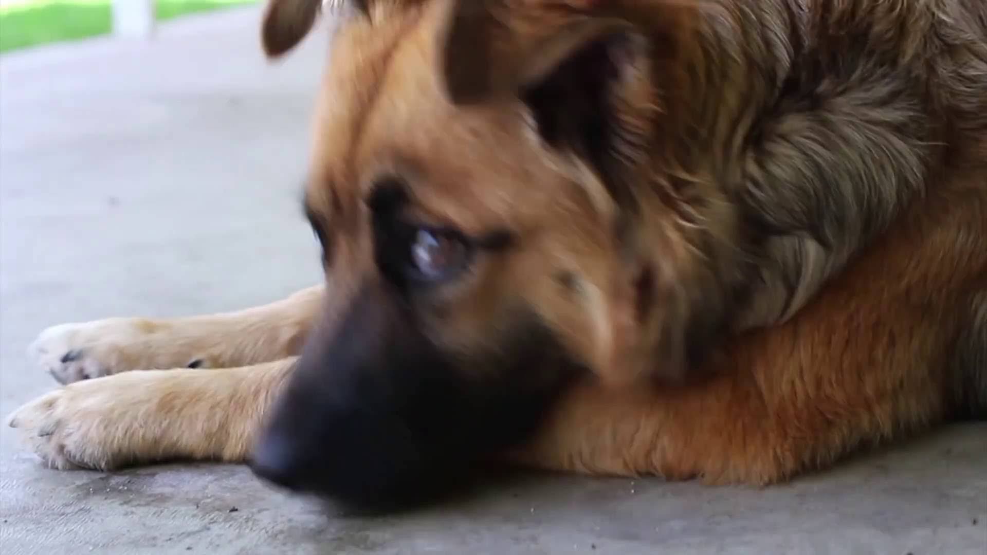 Canon EOS REBEL t5i 700D Dog Edition | Video Test |