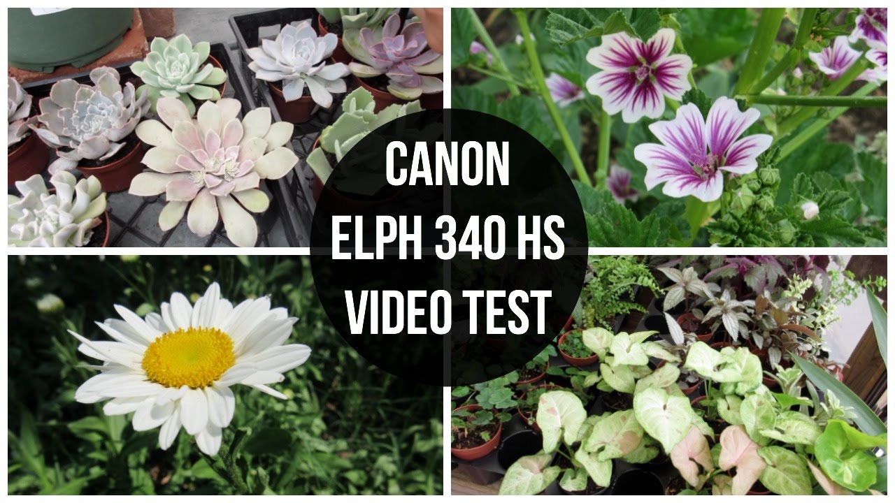 Canon PowerShoot ELPH 350 HS Video Test & Example Photos