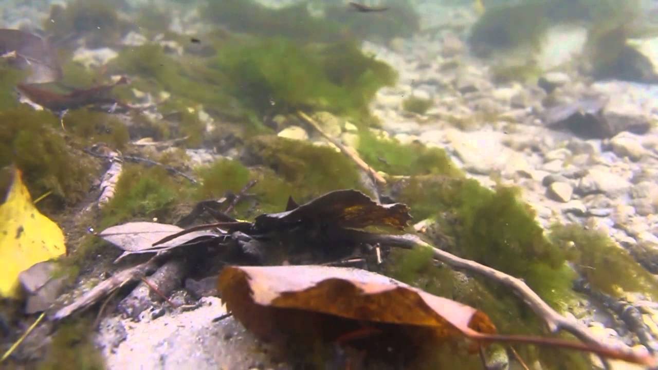 DiCAPac SLR Waterproof Case Test