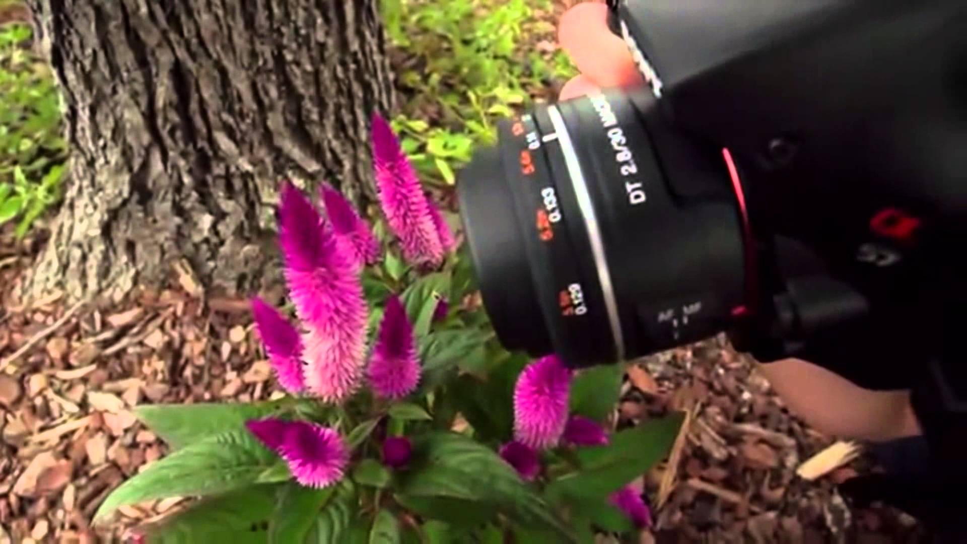 Digital SLR Cameras – Sony SAL30M28 30mm f 2 8 Lens Review 2