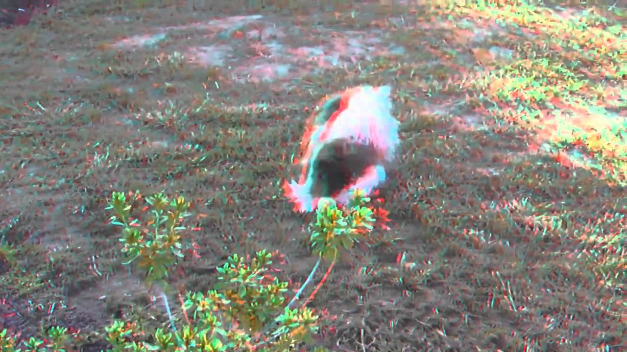 Fuji 3D Videos from W3 3D camera edited and titled in Roxio 2011: Anaglyph only