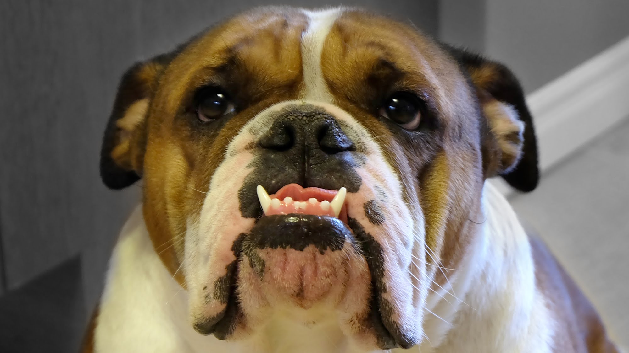 Fuji X-A2 Review – Day 2 – Penny the Bulldog (Video Test Handheld Shutter Priority AF)