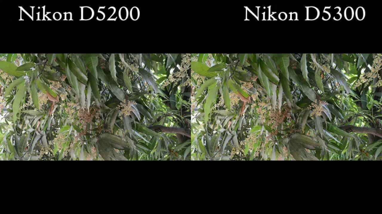 Nikon D5300 vs Nikon D5200 Video Test