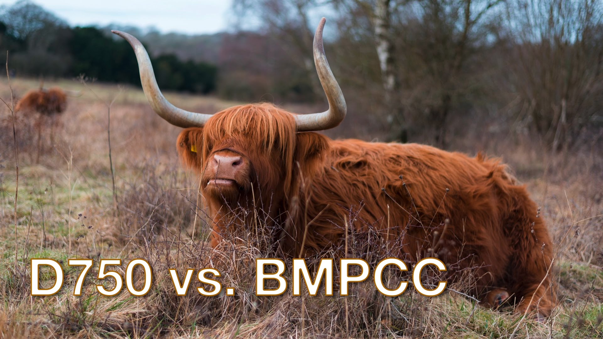 Nikon D750 vs. BMPCC Video Showdown