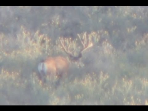 Olympus Tough TG-1 Camera Video Test: Digiscoping Mule Deer Buck