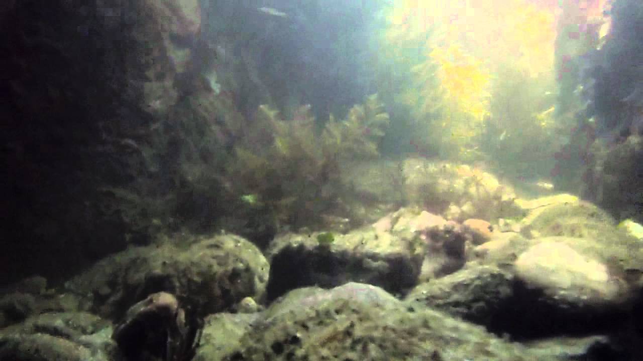 olympus tough tg-610 underwater video sample