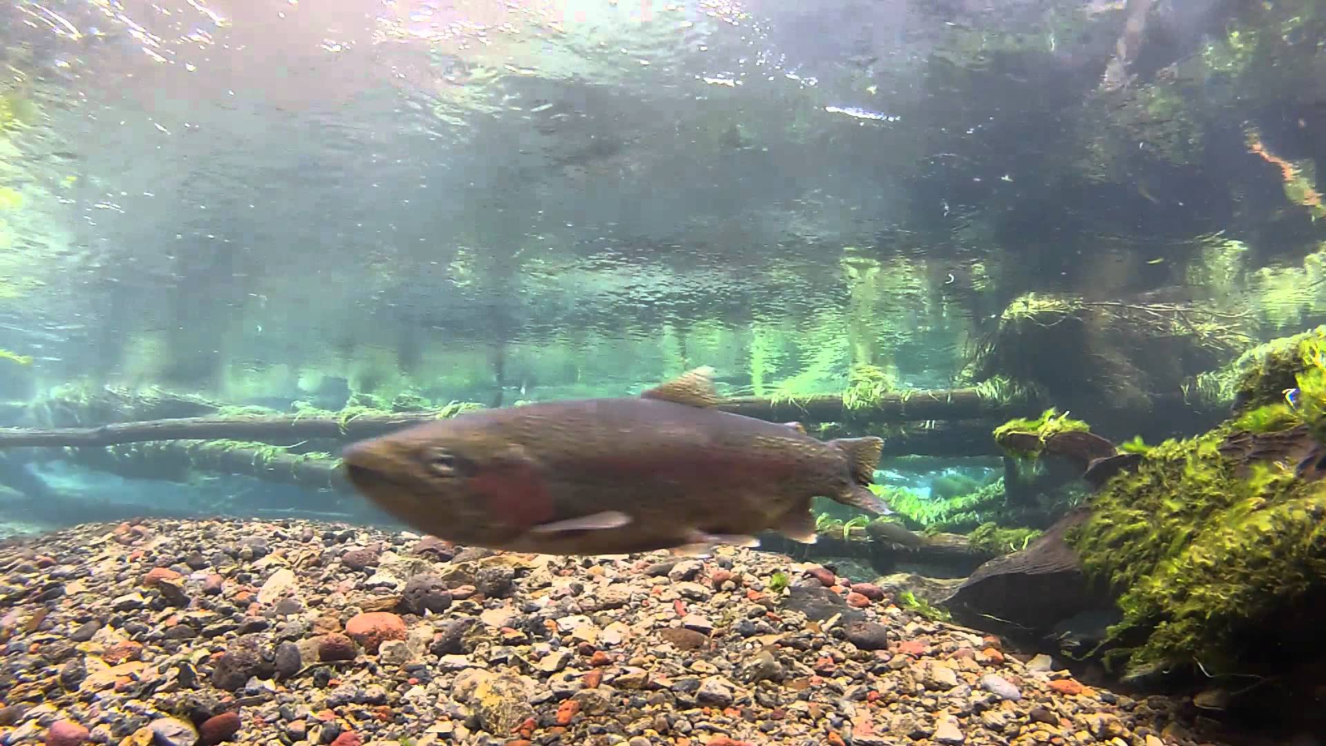 Underwater camera flyfishing 1080p- 2014 best fishing video winner