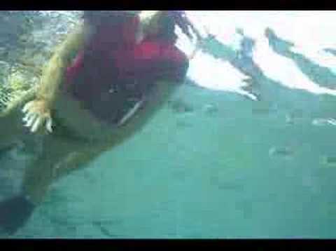 Underwater Digital Camera Mask Green Sea Turtle