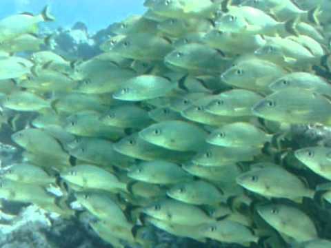 Underwater sea creatures – SeaLife Mini II Digital Dive & Sport Camera – SL330.wmv